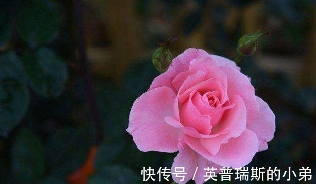 白羊座|11月期间,天降鸿福,财神进家门!好运势不断的4星座