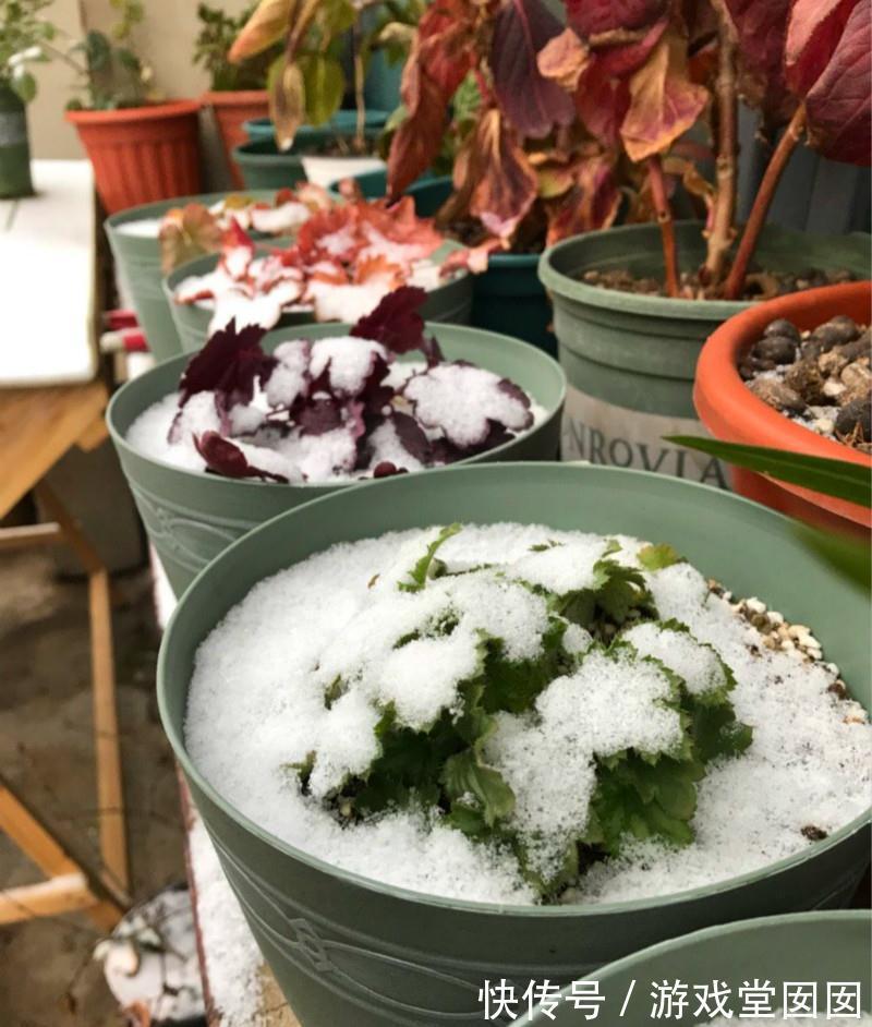 耐寒耐阴又耐湿的观叶植物,没想到比花还好看