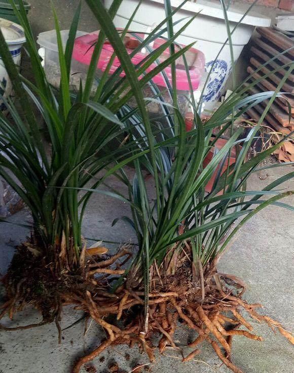 10年前在路边没人要的野花,现在每株竟高达300块,比黄金还值钱