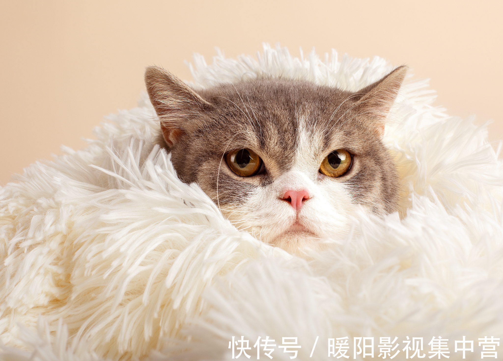 男女主!5本文笔好的穿越小说,养成暗恋,男主偏执,女主不小白