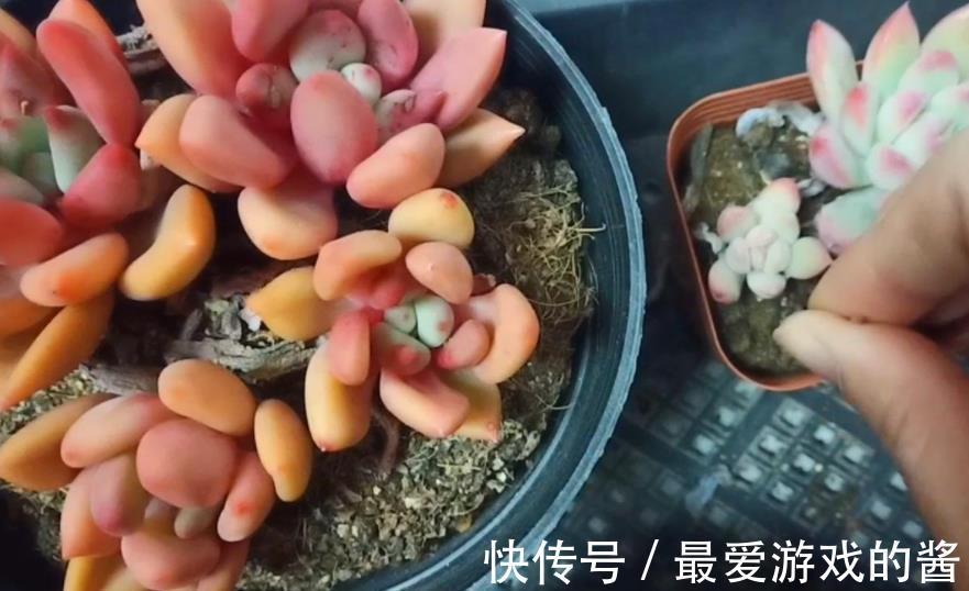 寒冬腊月,养多肉如何浇水?看看养花高手怎么说