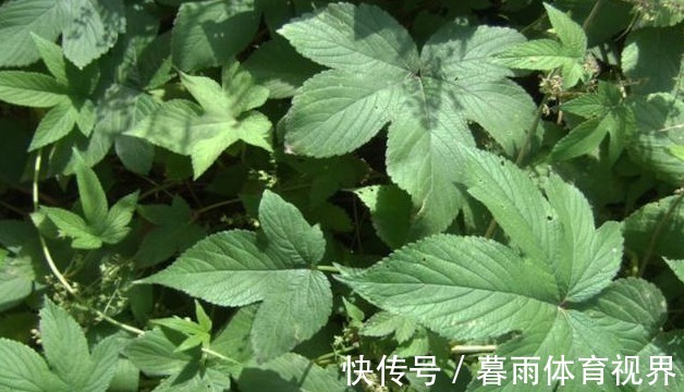 野草|农村地里一种常见野草,是治“皮肤瘙痒”的好药,一涂很快就见效