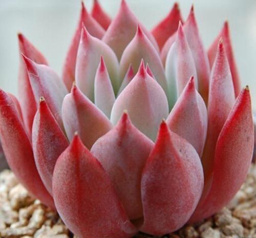 4种迷人多肉,光看一眼就沦陷了,谁见了都夸美,值得拥有!