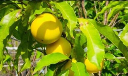 此物|天然的“补血果”是此物,女性多吃,排出毒素,预防妇科疾病