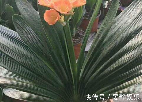 君子兰也喜欢吃“醋”,打翻醋坛子就能射箭,开花爆盆不是梦