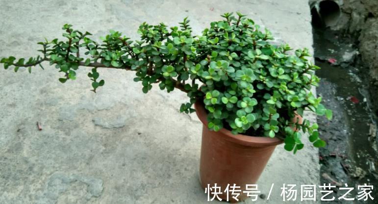 多肉|金枝玉叶长得不漂亮？做好这3点，轻松整容成靓盆景