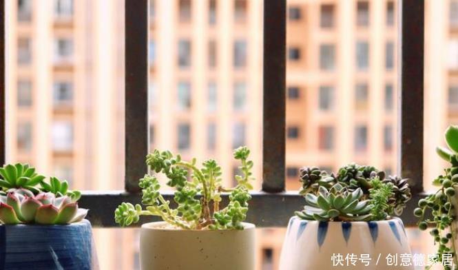 些人喜|养花人都有的5大通病,占到3条,你已经是一个资深花迷了