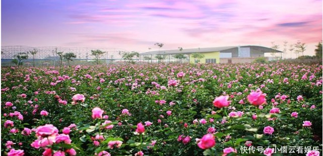 大唐|阳春三月,春回大地,三月赏花好去处