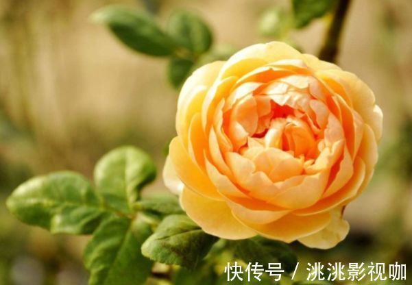 菊花|喜欢菊花，不如养盆“玫瑰精品”朦胧的朱迪，水果香味，清秀淡雅