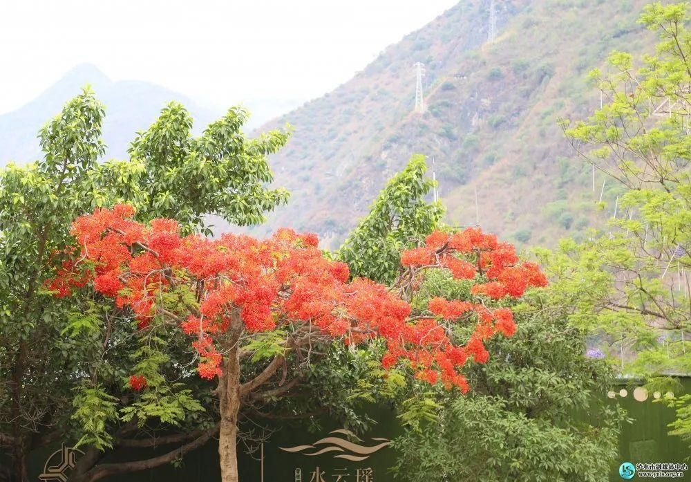 凤凰树|【怒江旅游】凤凰花开，染红小城六库