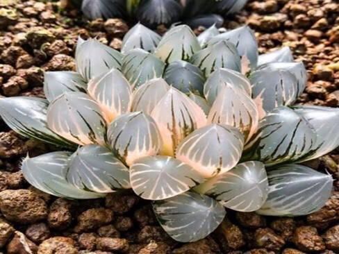 没有景天科多肉的阳台照样很惊艳，摆满仙人球和十二卷，百看不厌