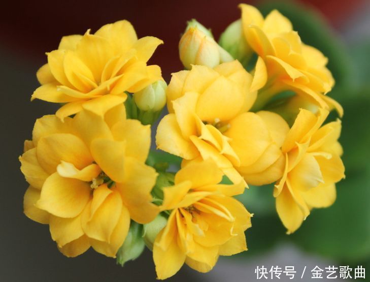 喜欢养花,不如试试这些花,花香四溢,开出的花又大又艳