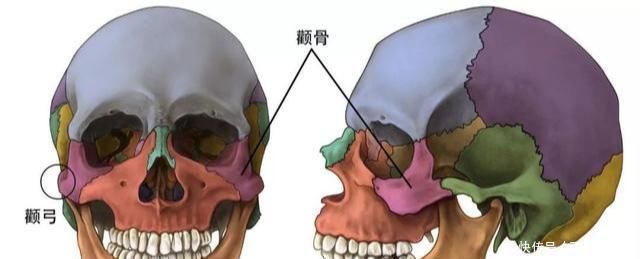 脸型|还不知道自己是什么脸型吗？从骨相分析让你一目了然