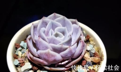 叶片|当年的贵货多肉,变成了烂大街的便宜货,暴风哭泣