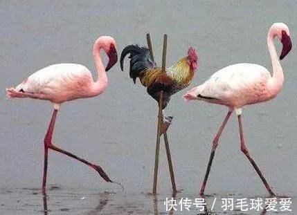 |搞笑GIF趣图:刚才媳妇气势汹汹的想削我,问我做什么亏心事