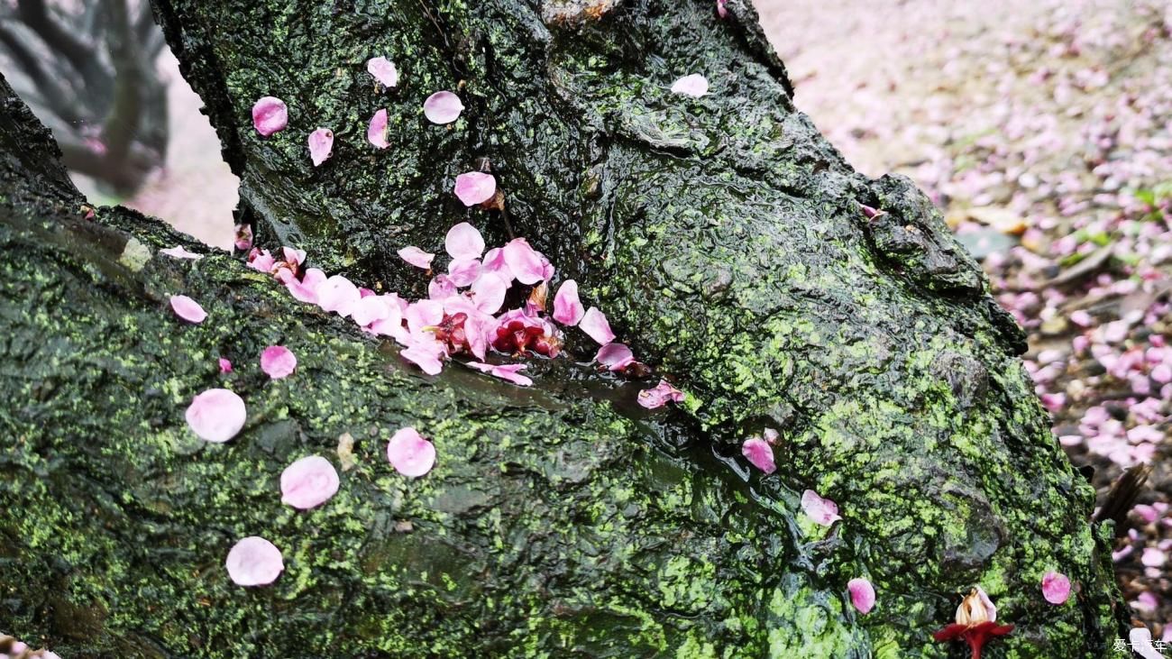 江南雨，梅花村，寻梅踏青！