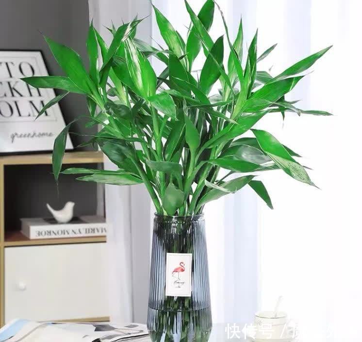 从前不懂：室内养花，选些有寓意的花卉才好