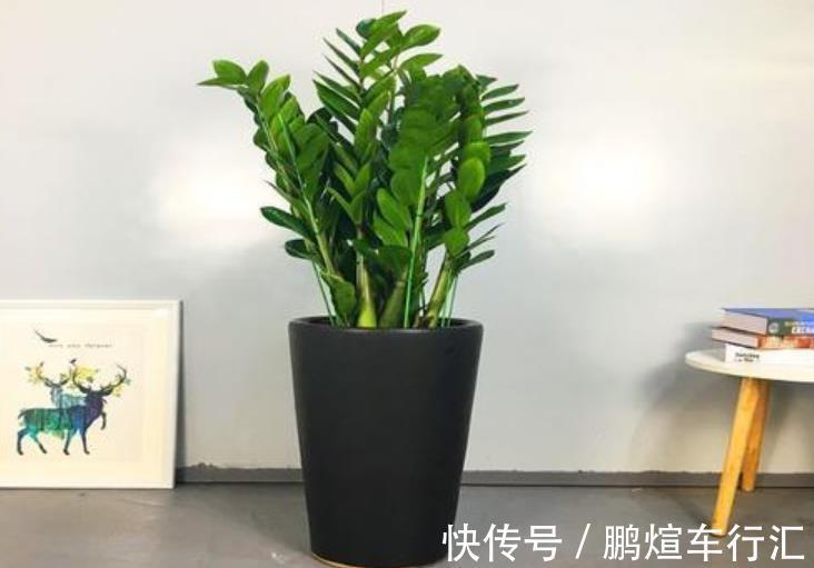 仙人掌|4种霸气侧漏的“丑绿植”,四季油绿寓意好,是家庭盆栽佳品