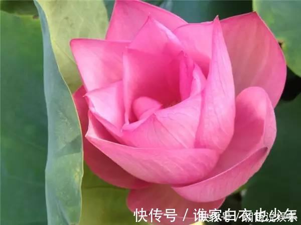 莲藕|大妈用水桶种莲藕,没想到藕多得把桶都撑破了,方法还那么简单!