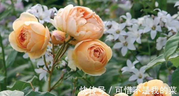 奥斯汀|推荐15种欧月月季任你选,开花最多、花量最大,超美!