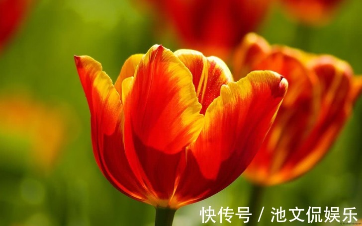 气质型|新手养花,不如养观赏精品布朗尼郁金香,博爱高雅的复古网红花