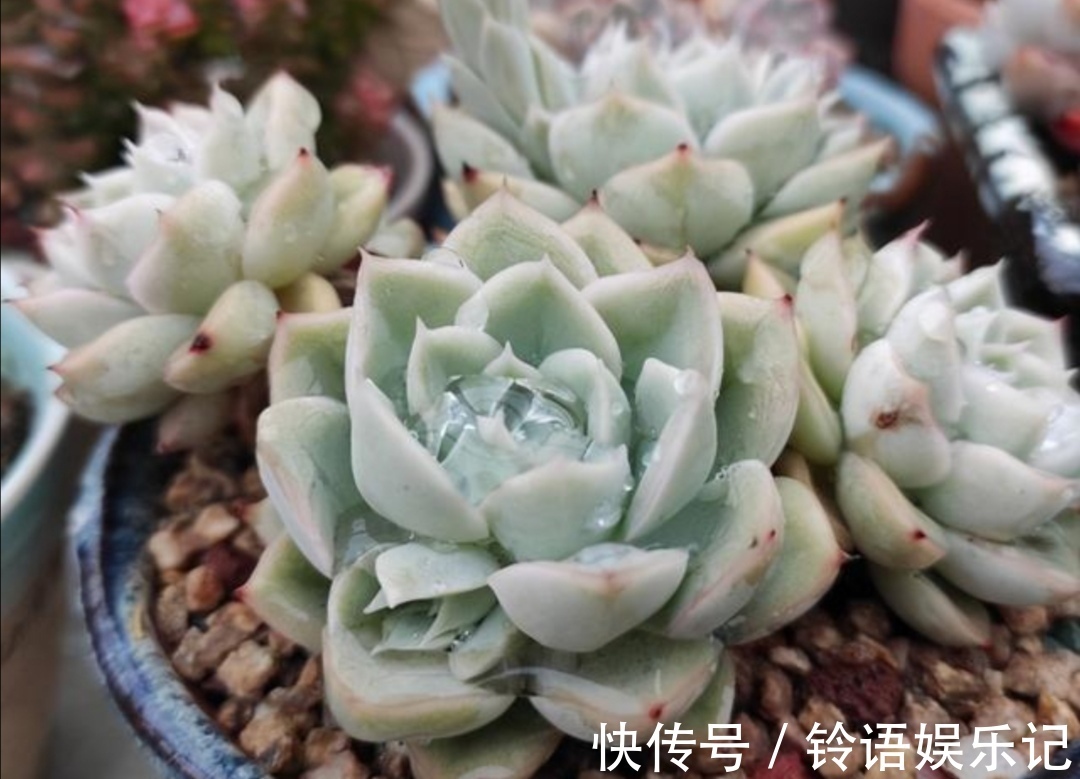 夏天到了,养多肉别犯“3种错误”,否则最后只剩空花盆