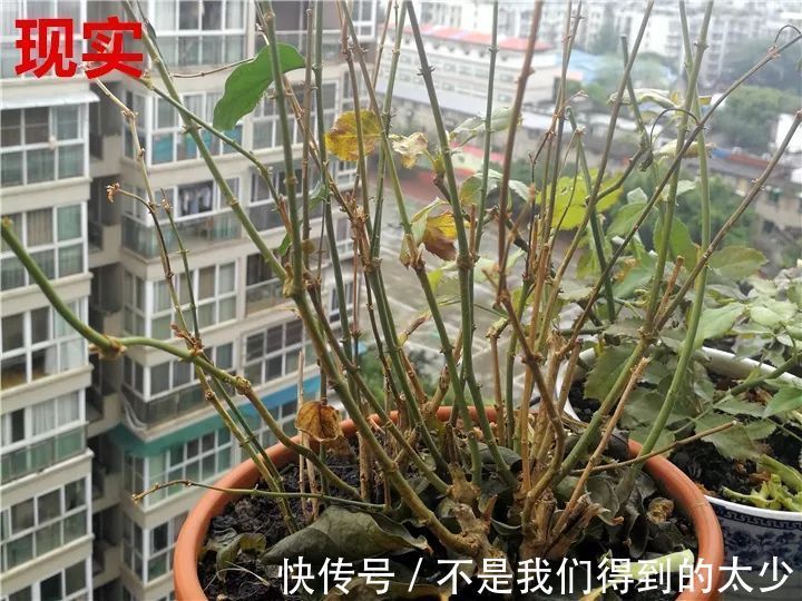 养花技巧最难养的花,买多少死多少,想想就生气!