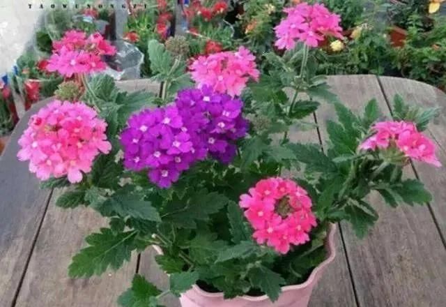 家里养“5种花”，要多“晒一晒”，根壮叶绿、开花不断