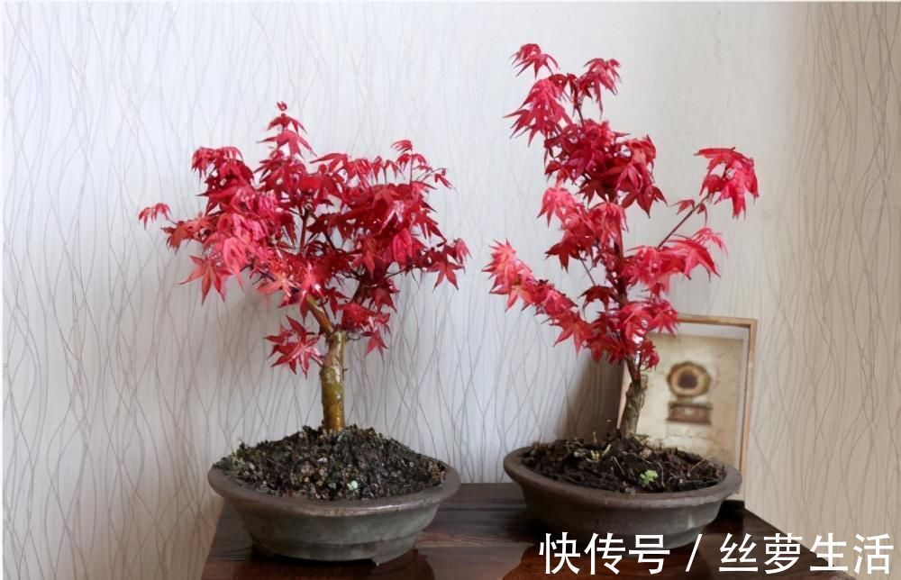 价值|苏派盆景极具名气,这6种盆景做法精妙、极具自然之感,价值高