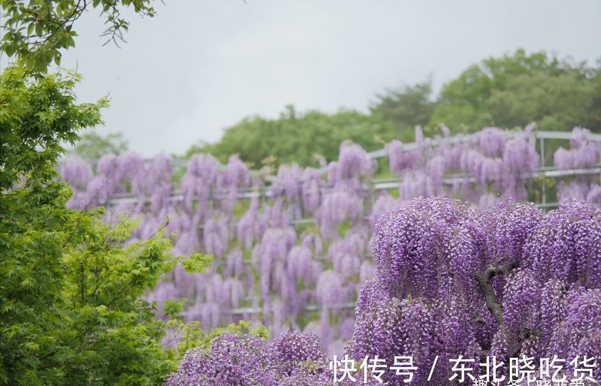 六种“长寿花”,越老越值钱,花开富贵,越养越精贵