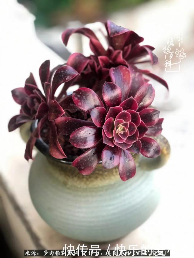 多肉,一位来自神奇大自然的良师益友!