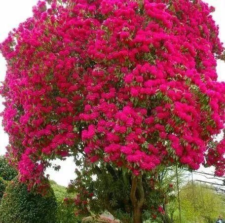 传来|太美了,世界照片今天终于传来,罕见至极,一睹为快