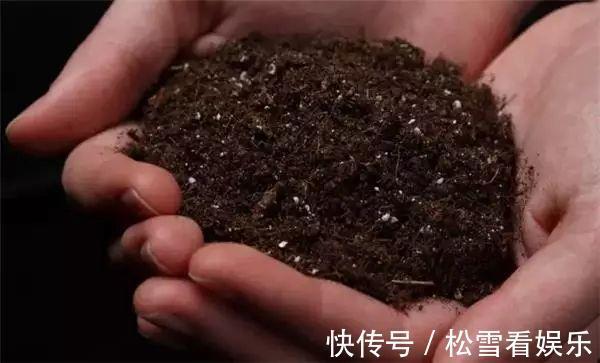 喷洒|养花最怕招虫,一旦发现虫卵,这几招立马用,从根本解决病虫害