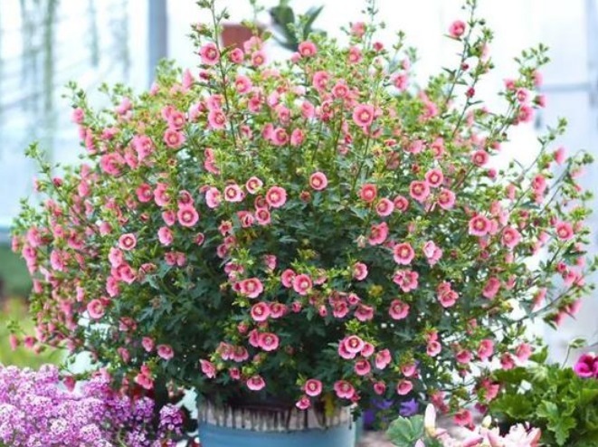 4种花最适合夏天养，不怕热不怕晒，阳台养两种，夏天变花海！