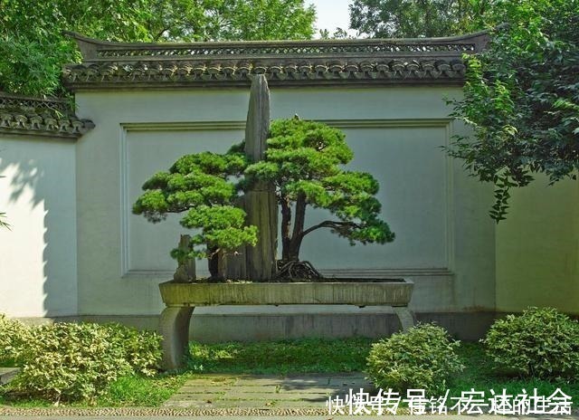 五针松“盆景”桩材，不会养护造型老师傅这就教你一招