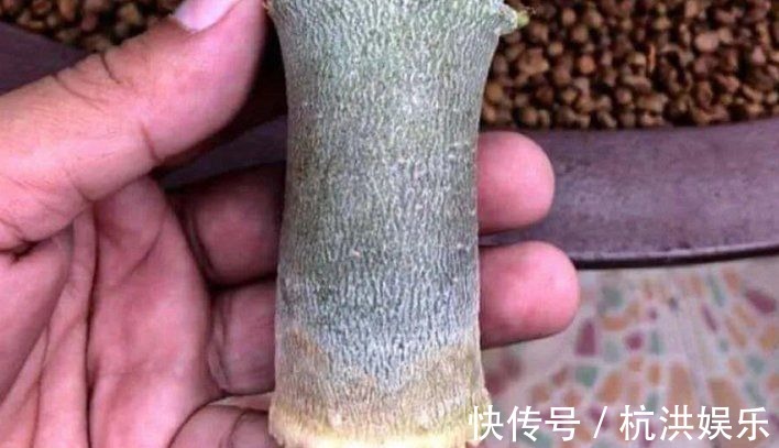 沙漠玫瑰“烂茎”不要放弃,掌握救治技巧,让它长出“八爪根”