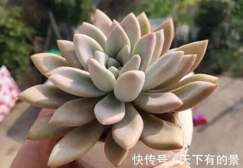 家里的多肉还好嘛,长假过后,多肉植物这么做,迅速恢复最美状态