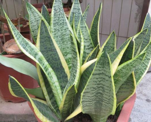 3种植物特别耐旱,客厅养一盆,1个月浇1次水,不用管理也漂亮