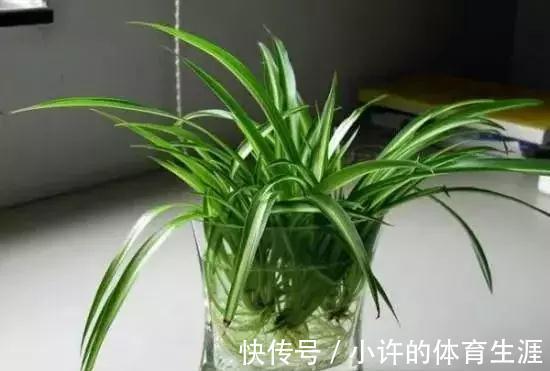 水培瓶|水培瓶里放点它,花卉植物不烂根不黄叶,半个月就能生根长爆盆