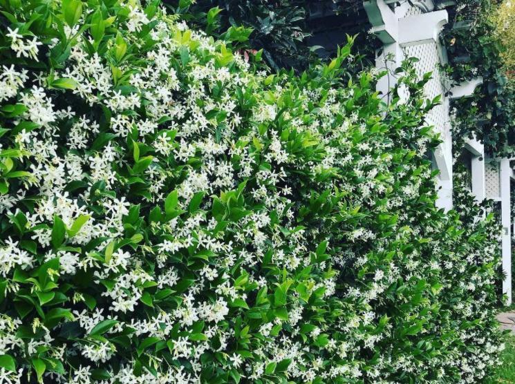 90岁老爷爷为初恋种了满院的茉莉,每次开花,就会引来路人观望