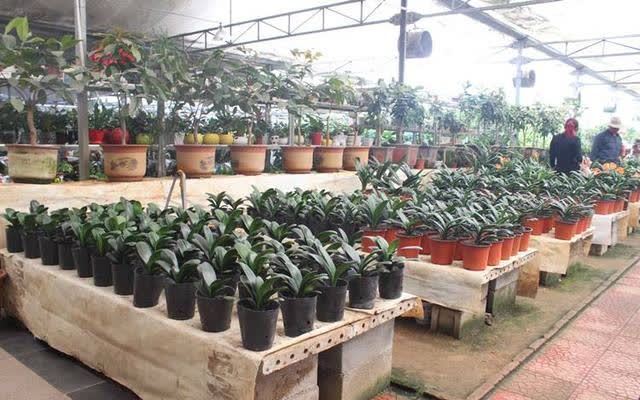 君子兰害怕五件事,新手经常犯,做不好,难怪越养越糟糕