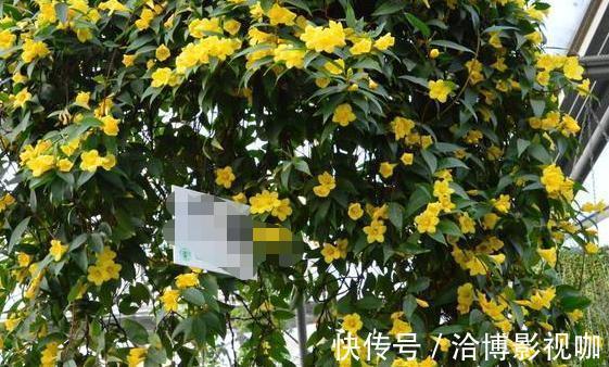 浇水|想让家里常年飘香，就养殖3种花卉，管理简单、易爆盆