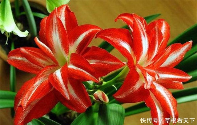 朱顶红|新手养花,不如养盆“花中精品”花朱顶红,花似烈日,博人眼球