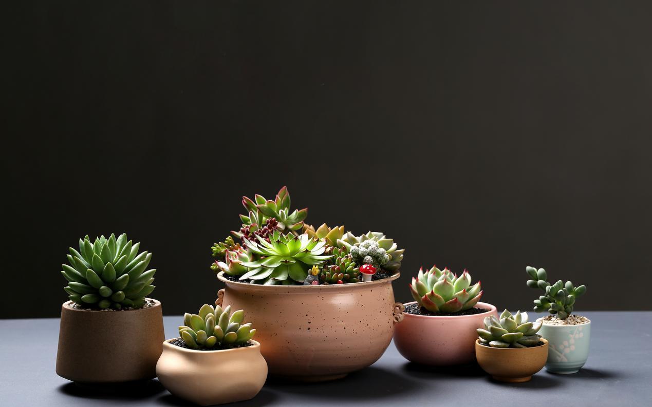 抓住这5点，深秋养得多肉胖乎乎，叶片厚实有精神