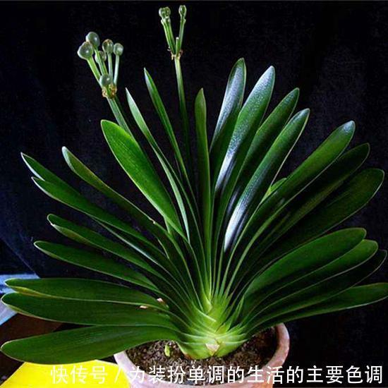 养君子兰重点在于浇水，掌握好它的习性，叶绿花红花期长