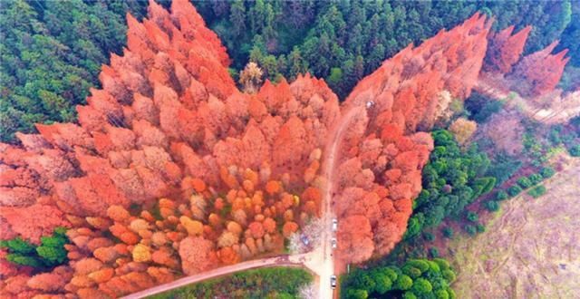 靖州|靖州排牙山国有林场：水杉林“换冬装”层林尽染醉游人