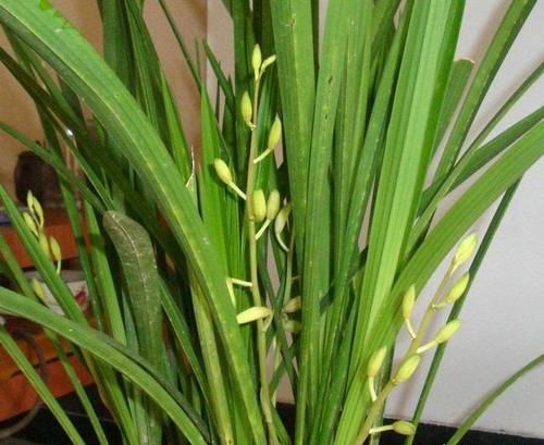 建兰一个星期浇一次水，怎么还会空根？