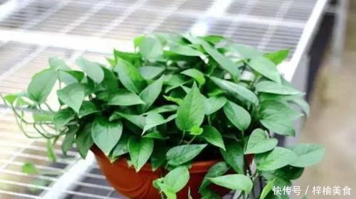 大妈养绿箩有奇招,3个技巧倾囊教授,学会了,室内绿箩爬满墙壁