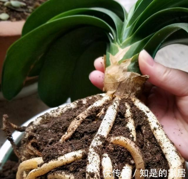 花盆儿|立秋之后，君子兰这么养，叶子厚又亮，开花大爆发