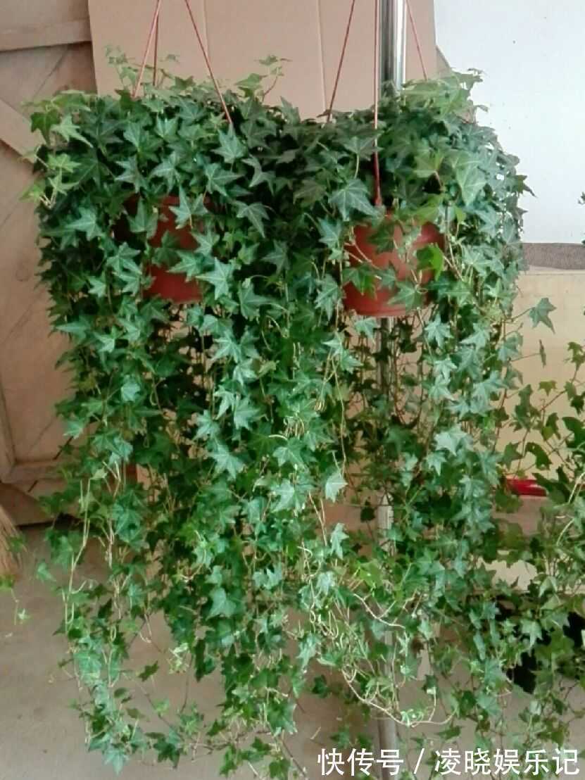 散尾葵|12种“健康花”,家里没太阳,照样长爆盆,贵气漂亮,旺家又养人